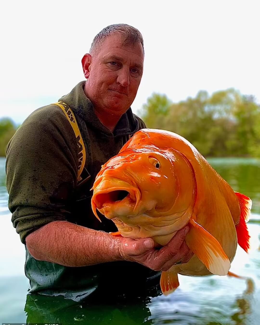 British angler world's biggest goldfish catch