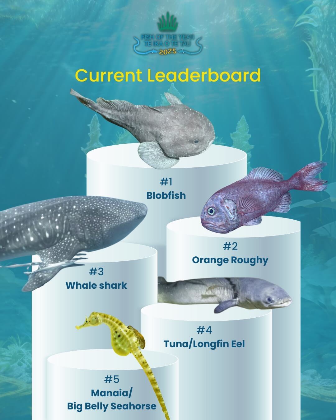 Leaderboard for the New Zealand fish of the year