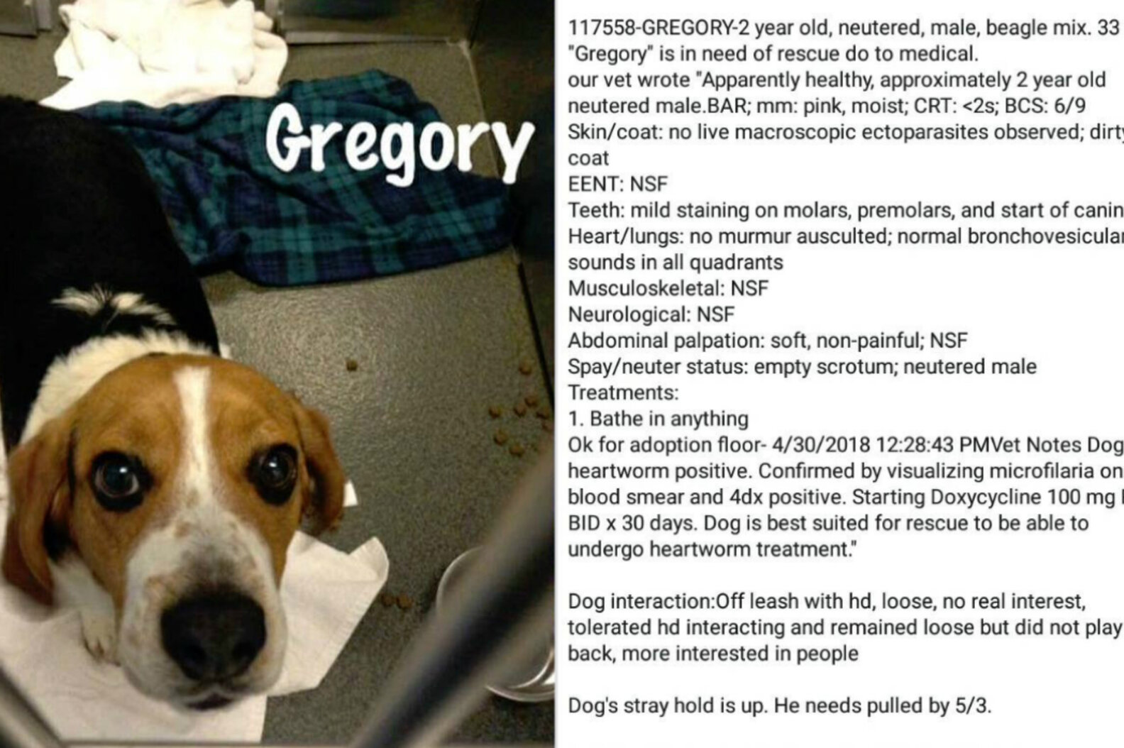 Gregory the stray beagle at the Ohio shelter