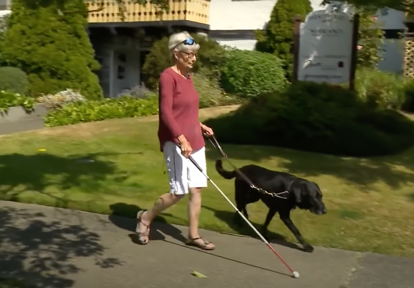 Gail Lane had never seen her dog Piper prior to the surgery 