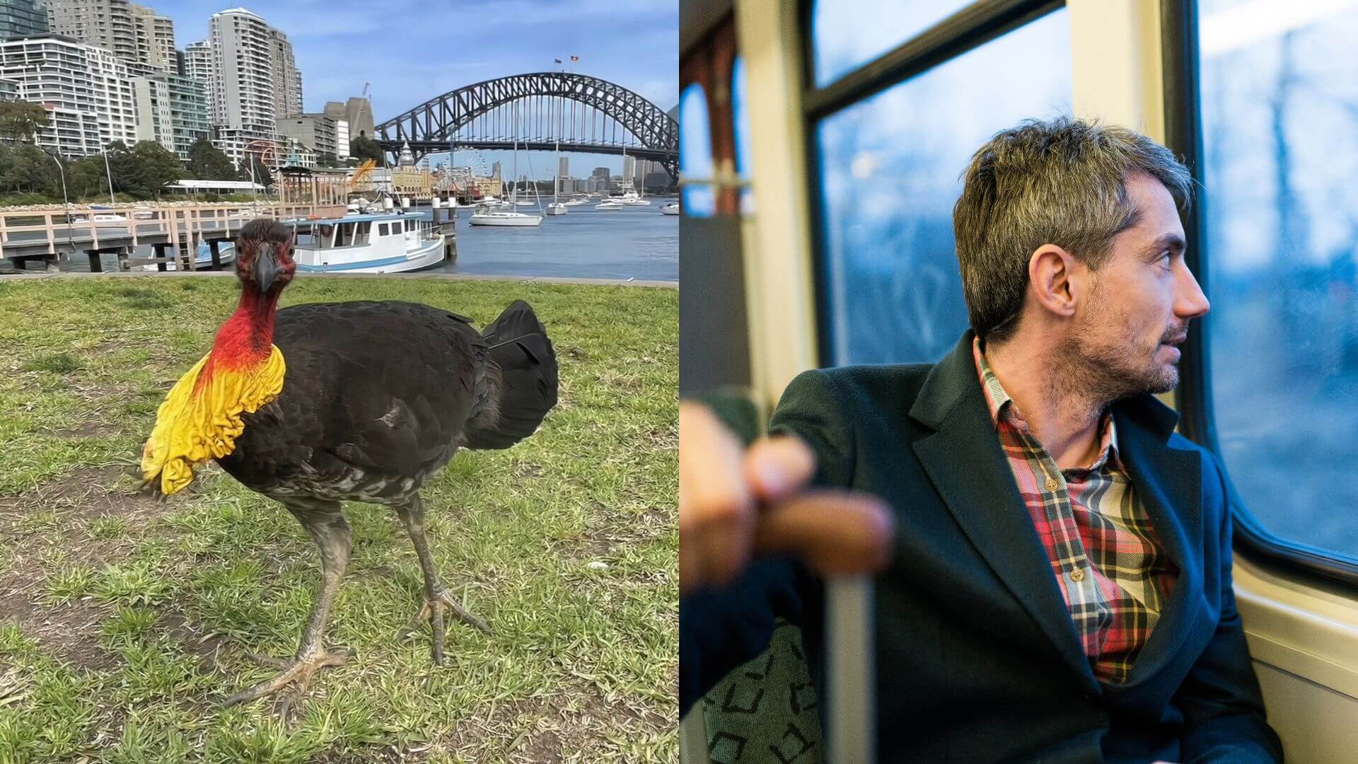 Dumb fucken bird